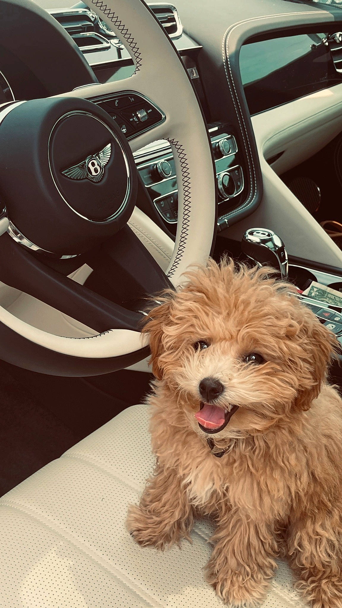Bentley joined the competition — help win amazing prizes! auto_part, automotive_design, automotive_wheel_system, car, car_seat, car_seat_cover, carnivore, center_console, companion_dog, dog, dog_breed, family_car, luxury_vehicle, motor_vehicle, personal_luxury_car, speedometer, steering_part, steering_wheel, toy_dog, vehicle_door