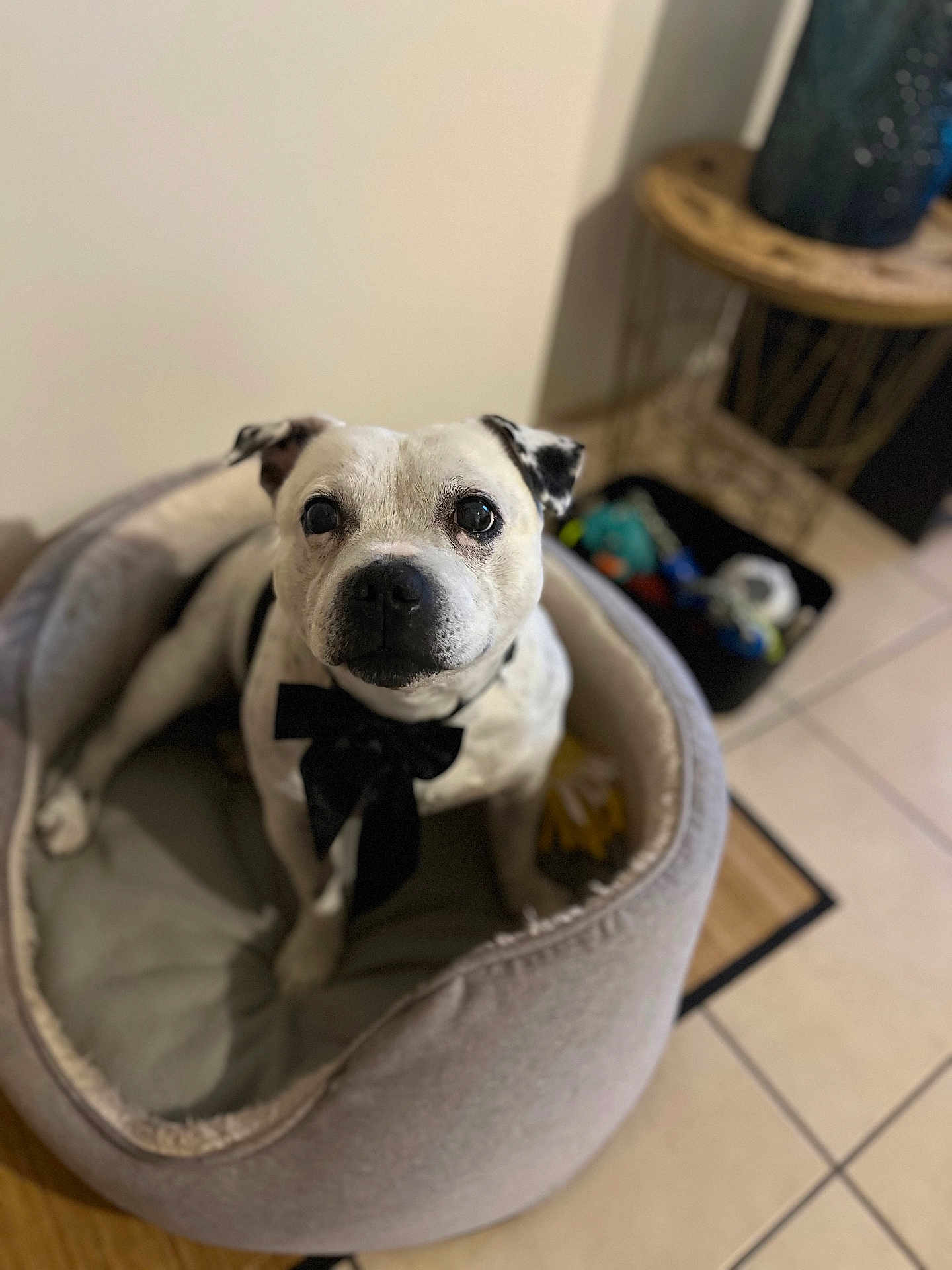 Marley a rejoint le concours — aidez-le/la à gagner de superbes lots ! dog, pet_bed, black_bow_tie, white_dog, indoor, floor_tiles, looking_up, cozy, cute, animal, companion, furniture, home, toy_box, black_spots, ear, nose, paw, relaxed, portrait
