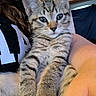 Treasure is registered to the contest to win money with this photo: cat, kitten, tabby, animal, pet, furry, fluffy, whiskers, ears, blue_eyes, portrait, close_up, sitting, being_held, cuddling, indoor, home, cozy, cute, playful