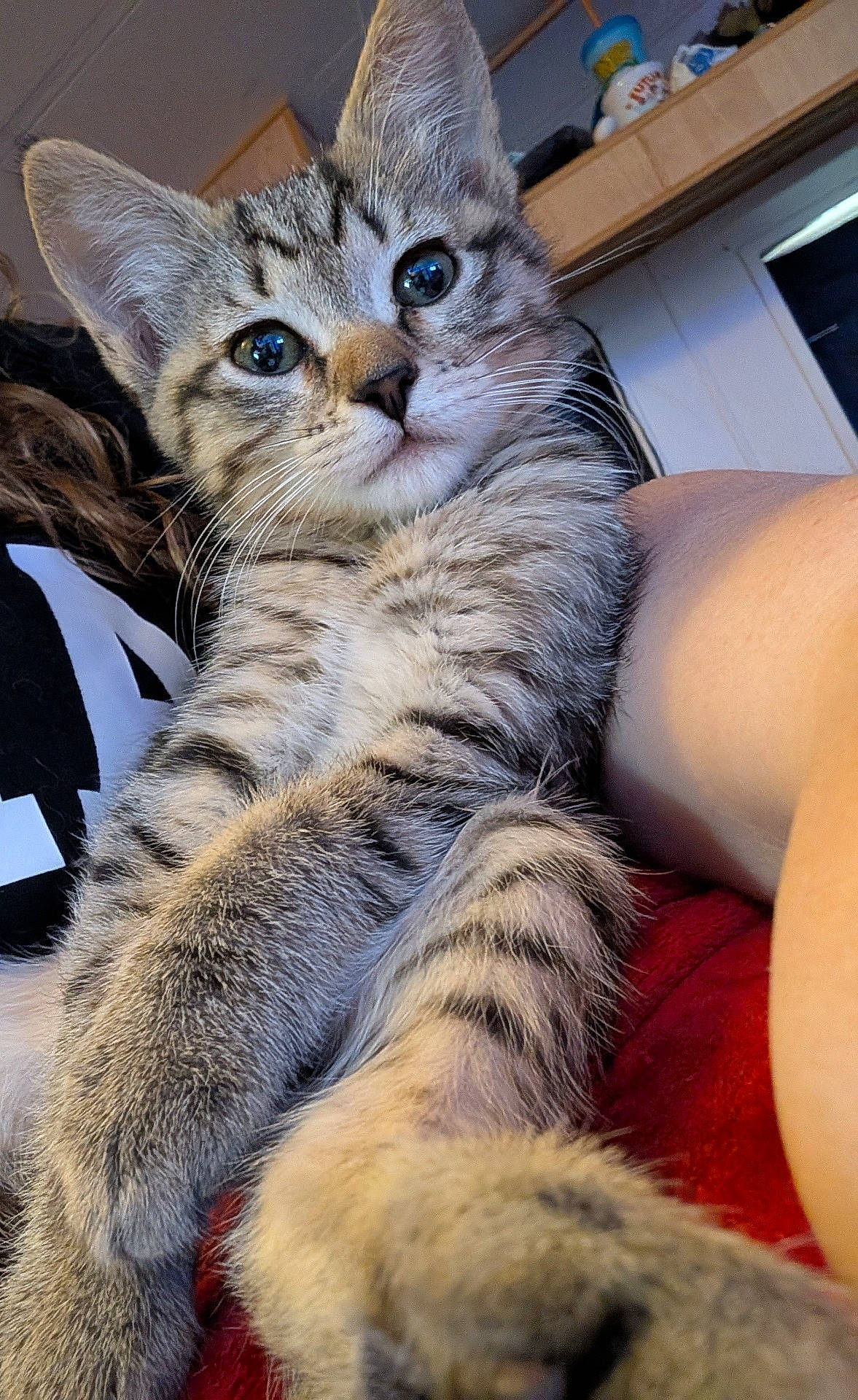 Treasure joined the competition — help win amazing prizes! animal, blue_eyes, cat, close_up, cuddling, cute, holding, home, human_arm, indoor, kitchen, kitten, paws, pet, portrait, red_blanket, relaxed, striped_fur, tabby, whiskers