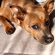 Chuleta joined the competition — help win amazing prizes! dog, pet, brown_dog, lying_down, lounging, indoors, blanket, bed, cozy, animal, canine, portrait, close_up, ears, brown_fur, black_nose, brown_eyes, relaxed, soft_lighting, home