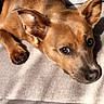 dog, pet, brown_dog, lying_down, lounging, indoors, blanket, bed, cozy, animal, canine, portrait, close_up, ears, brown_fur, black_nose, brown_eyes, relaxed, soft_lighting, home