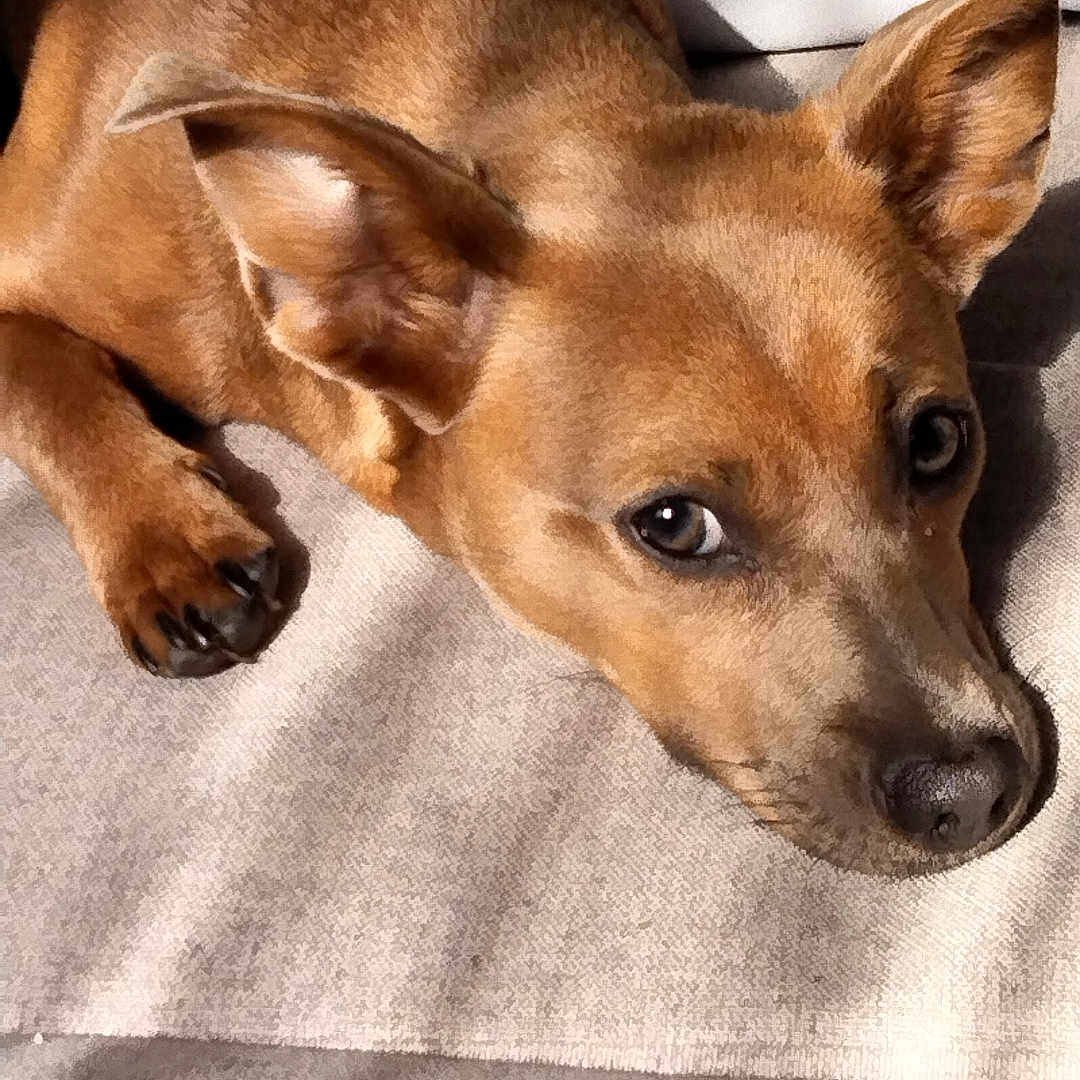 Chuleta joined the competition — help win amazing prizes! dog, pet, brown_dog, lying_down, lounging, indoors, blanket, bed, cozy, animal, canine, portrait, close_up, ears, brown_fur, black_nose, brown_eyes, relaxed, soft_lighting, home