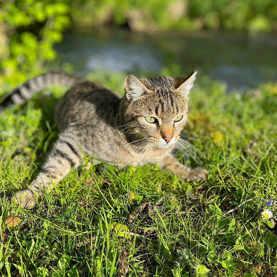 Tsuki a rejoint le concours — aidez-le/la à gagner de superbes lots ! abyssinian, animal, cat, field, grass, grassland, green, herbal, herbs, kitten, lawn, manx, moss, nature, outdoors, pet, plant, pond, vegetation, water