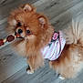 Kaila is registered to the contest to win money with this photo: dog, pomeranian, fluffy, pet, indoor, floor, treat, toy, shirt, pink, white, striped, cute, small_dog, animal, canine, looking, standing, fur, domestic