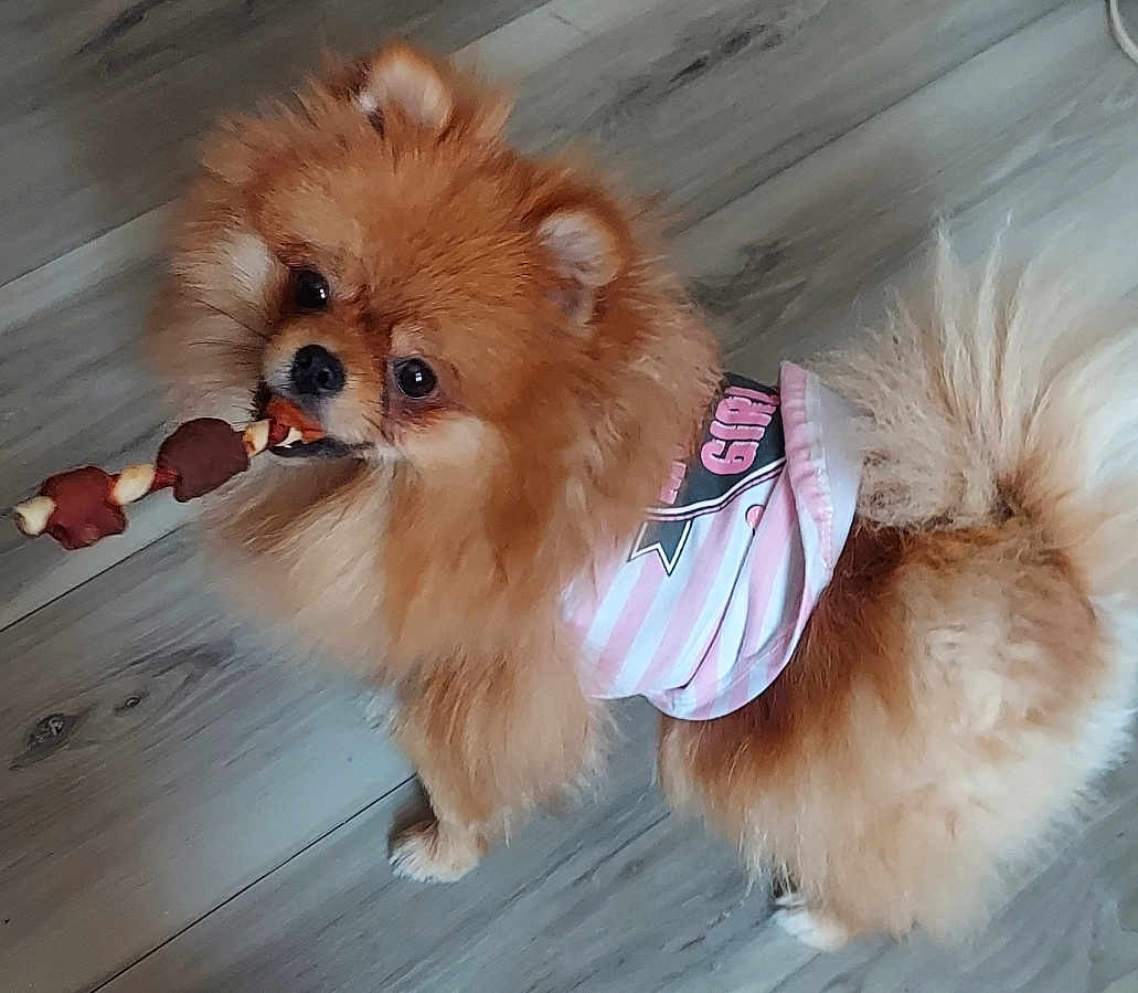 Kaila is registered to the contest to win money with this photo: dog, pomeranian, fluffy, pet, indoor, floor, treat, toy, shirt, pink, white, striped, cute, small_dog, animal, canine, looking, standing, fur, domestic