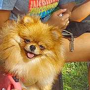 Kaila joined the competition — help win amazing prizes! dog, pomeranian, fluffy, happy, tongue_out, pet, animal, bench, person, tshirt, colorful_text, outdoor, grass, hand, leash, sunlight, smile, cute, small_dog, fur