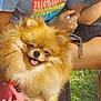 dog, pomeranian, fluffy, happy, tongue_out, pet, animal, bench, person, tshirt, colorful_text, outdoor, grass, hand, leash, sunlight, smile, cute, small_dog, fur