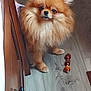 Kaila is registered to the contest to win money with this photo: dog, pom, pomeranian, fluffy, pet, toy, wood_floor, indoor, cute, small_dog, fur, animal, looking_up, companion, domestic_animal, brown, white, ears, face, floor