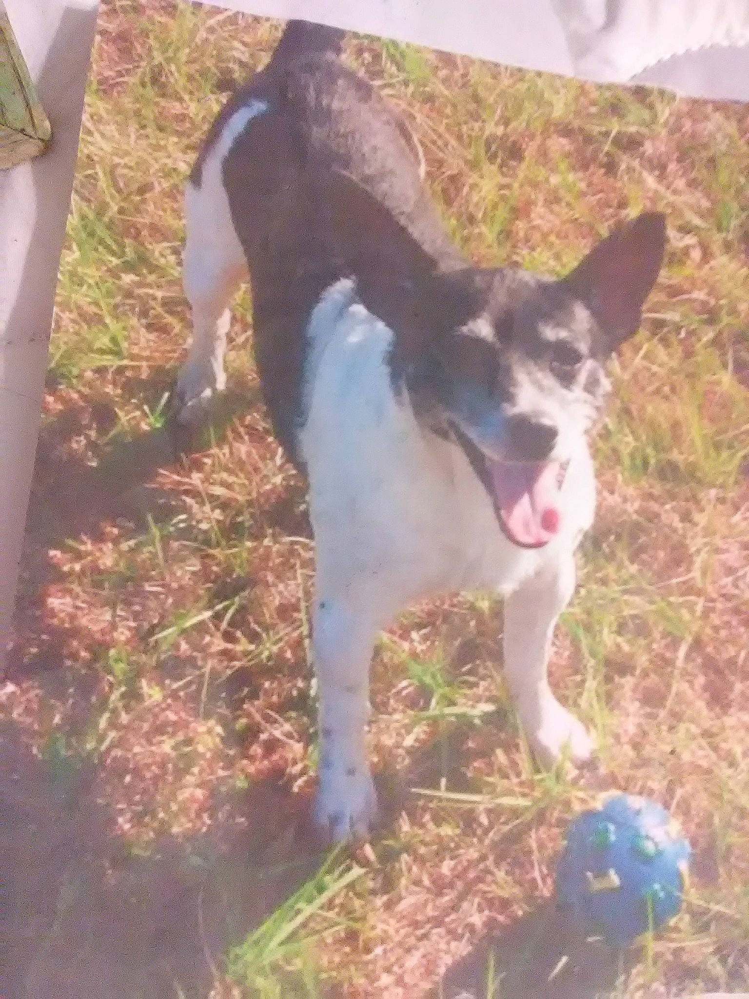 Puppy is registered to the contest to win money with this photo: ball, canidae, carnivore, companion_dog, dog, dog_breed, fawn, grass, non_sporting_group, plant, snout, soil, tail, working_animal, working_dog