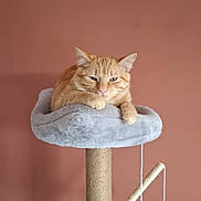 Aïko participe au concours pour gagner de l'argent avec cette photo : animal, cat, cat_tree, cozy, ears, feather_toy, feline, fur, indoor, orange_tabby, paw, pet, plush, relaxed, resting, scratching_post, sleepy, toy, whiskers, yarn_toy