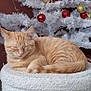 Aïko participe au concours pour gagner de l'argent avec cette photo : candy_canes, cat, christmas_tree, cozy, cute, decorations, feline, festive, gold_ornaments, holiday, home, indoor, orange_tabby, pet, red_ornaments, relaxed, seasonal, sleeping, white_ottoman, white_tree