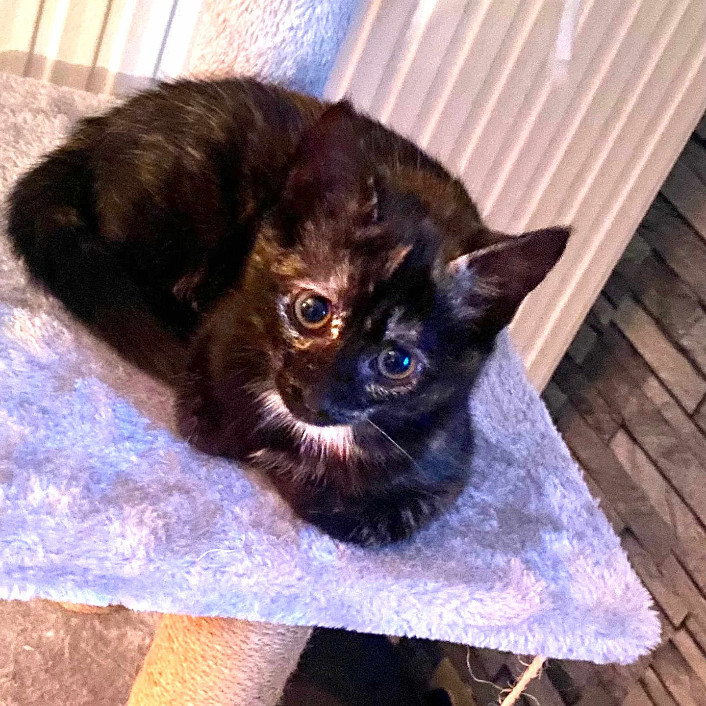 Aydie participe au concours pour gagner de l'argent avec cette photo : big_eyes, carpeted, cat, cat_tree, cozy, curious, fur, home_interior, indoor, kitten, lounging, paws, pet, play_toy, portrait, radiator, scratching_post, tortoiseshell, whiskers, young