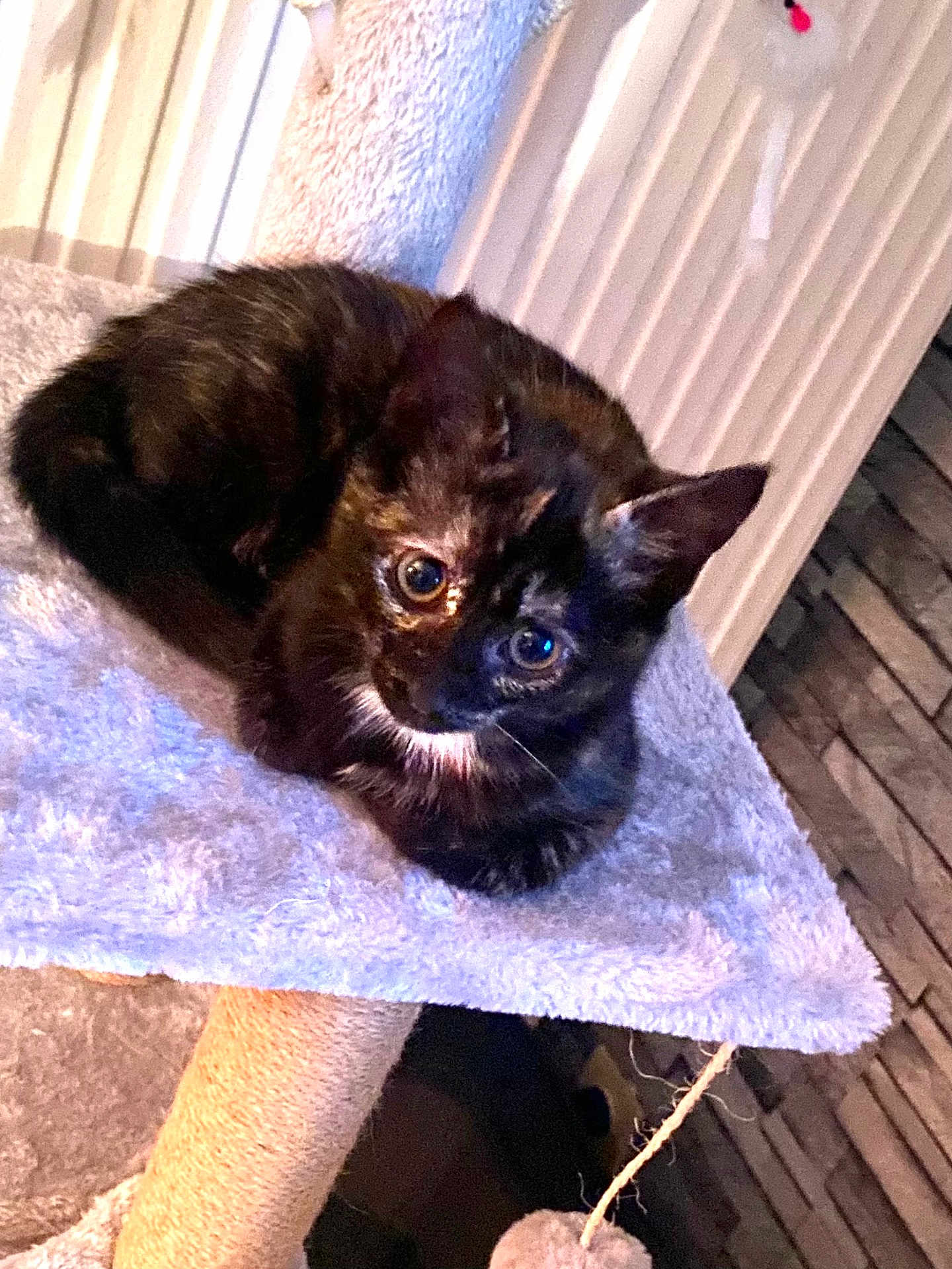 Aydie participe au concours pour gagner de l'argent avec cette photo : kitten, tortoiseshell, cat, pet, cat_tree, indoor, cozy, whiskers, big_eyes, fur, portrait, lounging, paws, curious, carpeted, scratching_post, radiator, home_interior, play_toy, young