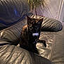 Aydie a rejoint le concours — aidez-le/la à gagner de superbes lots ! cat, kitten, tortoiseshell, leather_couch, couch, indoor, plant, houseplant, living_room, upholstery, pet, sitting, whiskers, eyes, gaze, fur, small_animal, cozy, shadow, cushion