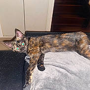 Aydie participe au concours pour gagner de l'argent avec cette photo : cat, tortoiseshell_cat, kitten, pet, indoor, couch, blanket, stretching, fur, green_eyes, flash_reflection, stairs, door, tile_floor, home_interior, relaxed, closeup, mammal, furniture, living_room