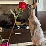 animal, cat, cup, curious, figurine, flower, hairless_cat, indoor, kitchen, person_reflection, pet, pink, plant, reflection, rose, sphynx_cat, table, television, tile_floor, vase