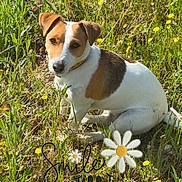 Sonny participe au concours pour gagner de l'argent avec cette photo : animal, brown_and_white, cheerful, collar, daisy, dog, ears, face, grass, meadow, nature, outdoors, portrait, puppy, short_hair, sitting, small_dog, sunlight, text_overlay, wildflowers