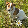 animal, brown_and_white, cheerful, collar, daisy, dog, ears, face, grass, meadow, nature, outdoors, portrait, puppy, short_hair, sitting, small_dog, sunlight, text_overlay, wildflowers
