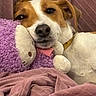 Sonny participe au concours pour gagner de l'argent avec cette photo : bed, blanket, brown_and_white, close_up, cozy, cuddling, cute, dog, ears, eyes, face, indoor, nose, pet, plush_toy, portrait, puppy, relaxed, sleepy, stuffed_animal