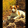 Sonny participe au concours pour gagner de l'argent avec cette photo : brown_patches, collar, countryside, dog, farmland, grapevines, jack_russell, landscape, lying_down, nature, outdoor, portrait, puppy, rocks, rural, sitting, stone_wall, sunlight, vineyard, white_fur
