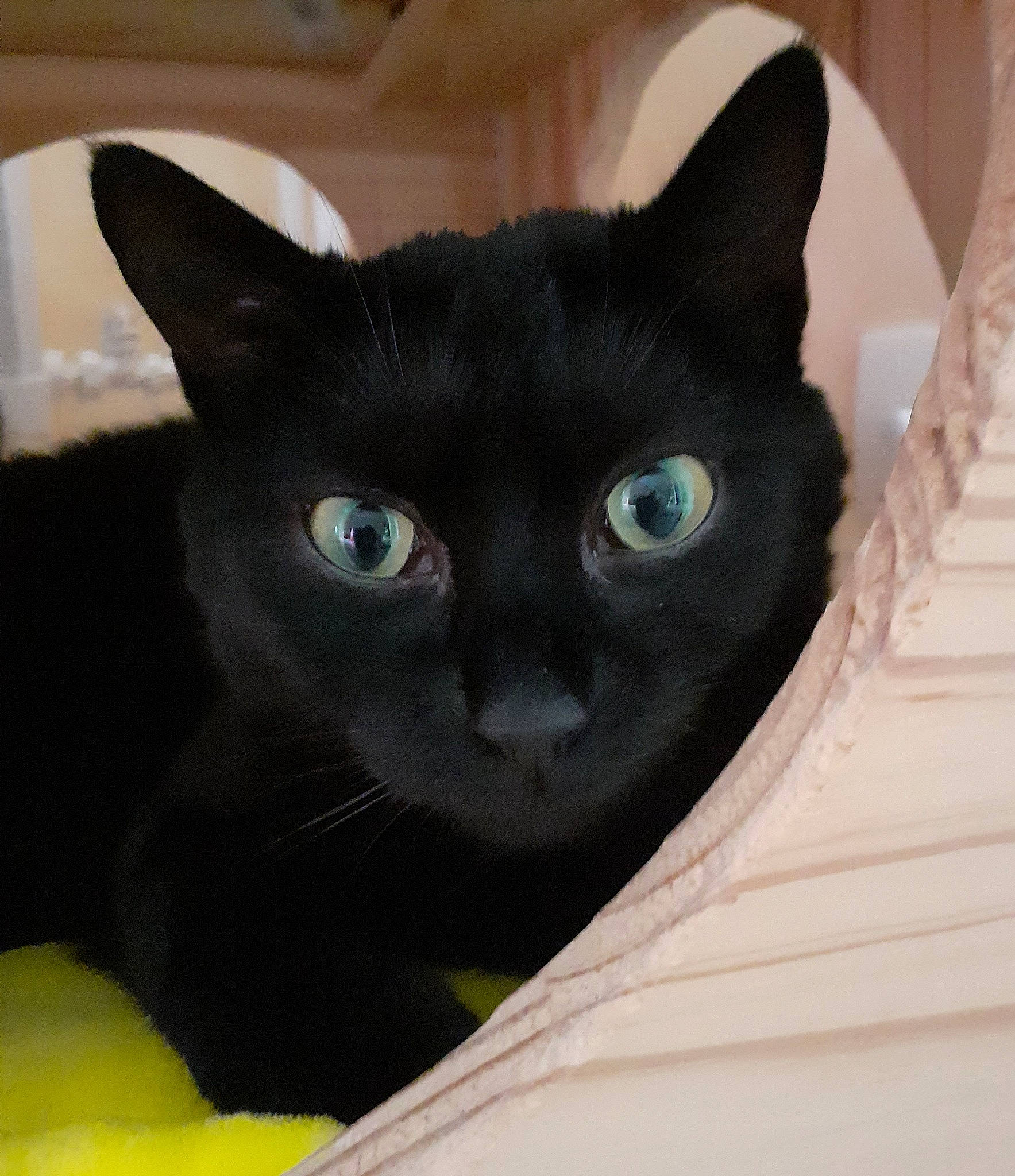 Oura a rejoint le concours — aidez-le/la à gagner de superbes lots ! black_cat, carnivore, cat, comfort, domestic_short_haired_cat, electric_blue, eye, felidae, fur, small_to_medium_sized_cats, snout, whiskers