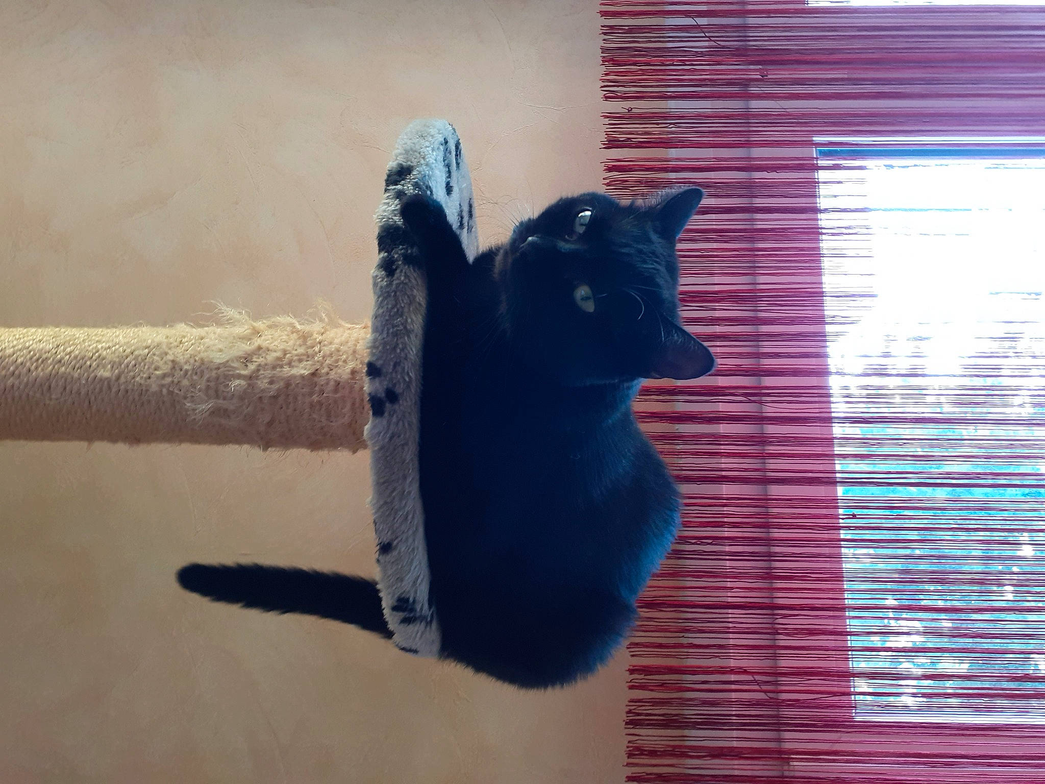 Oura participe au concours pour gagner de l'argent avec cette photo : art, black_cat, carnivore, cat, domestic_short_haired_cat, electric_blue, felidae, fur, grey, plant, small_to_medium_sized_cats, snout, tail, tints_and_shades, tree, whiskers, window, window_blind, window_covering, wood