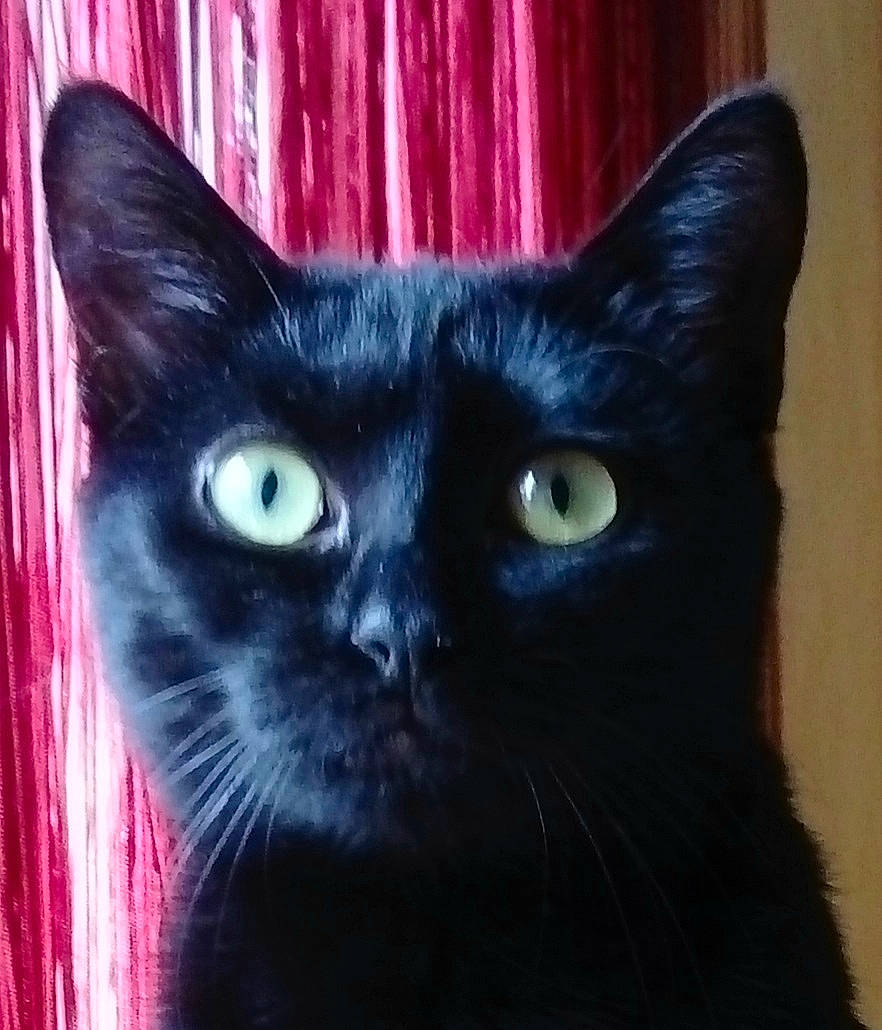 Oura a rejoint le concours — aidez-le/la à gagner de superbes lots ! art, black_cat, bombay, carnivore, cat, close_up, curtain, domestic_short_haired_cat, electric_blue, felidae, fur, iris, small_to_medium_sized_cats, snout, terrestrial_animal, whiskers