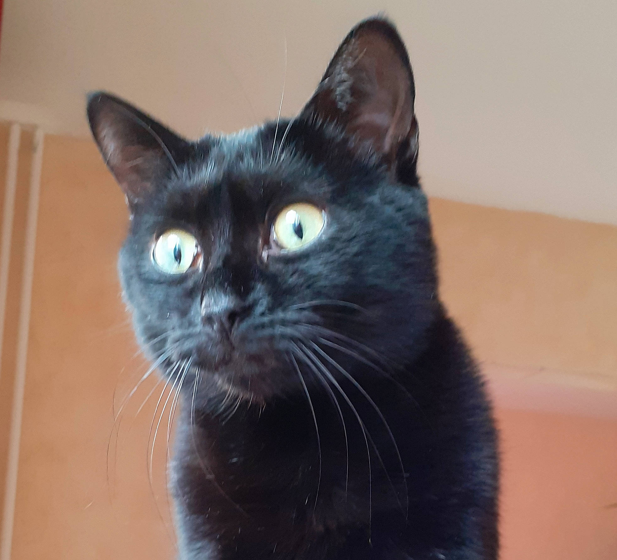 Oura a rejoint le concours — aidez-le/la à gagner de superbes lots ! black_cat, bombay, carnivore, cat, domestic_short_haired_cat, electric_blue, felidae, fur, iris, small_to_medium_sized_cats, snout, terrestrial_animal, whiskers