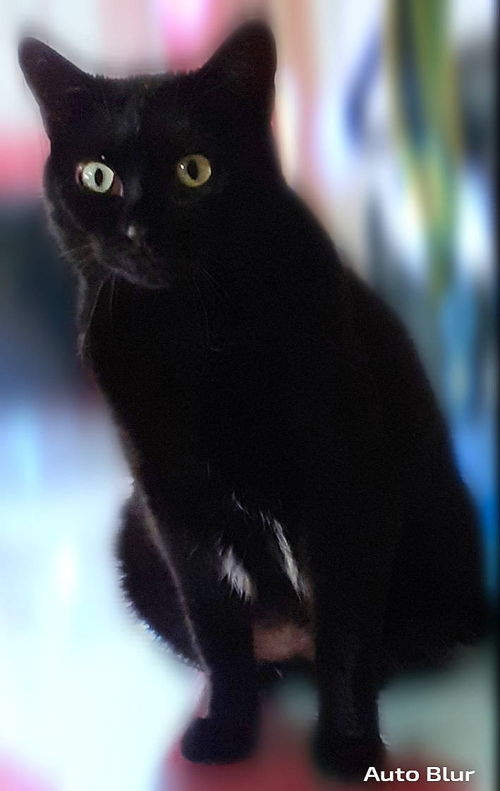 Oura participe au concours pour gagner de l'argent avec cette photo : black_cat, bombay, carnivore, cat, claw, domestic_short_haired_cat, felidae, fur, mammal, small_to_medium_sized_cats, tail, terrestrial_animal, vertebrate, whiskers