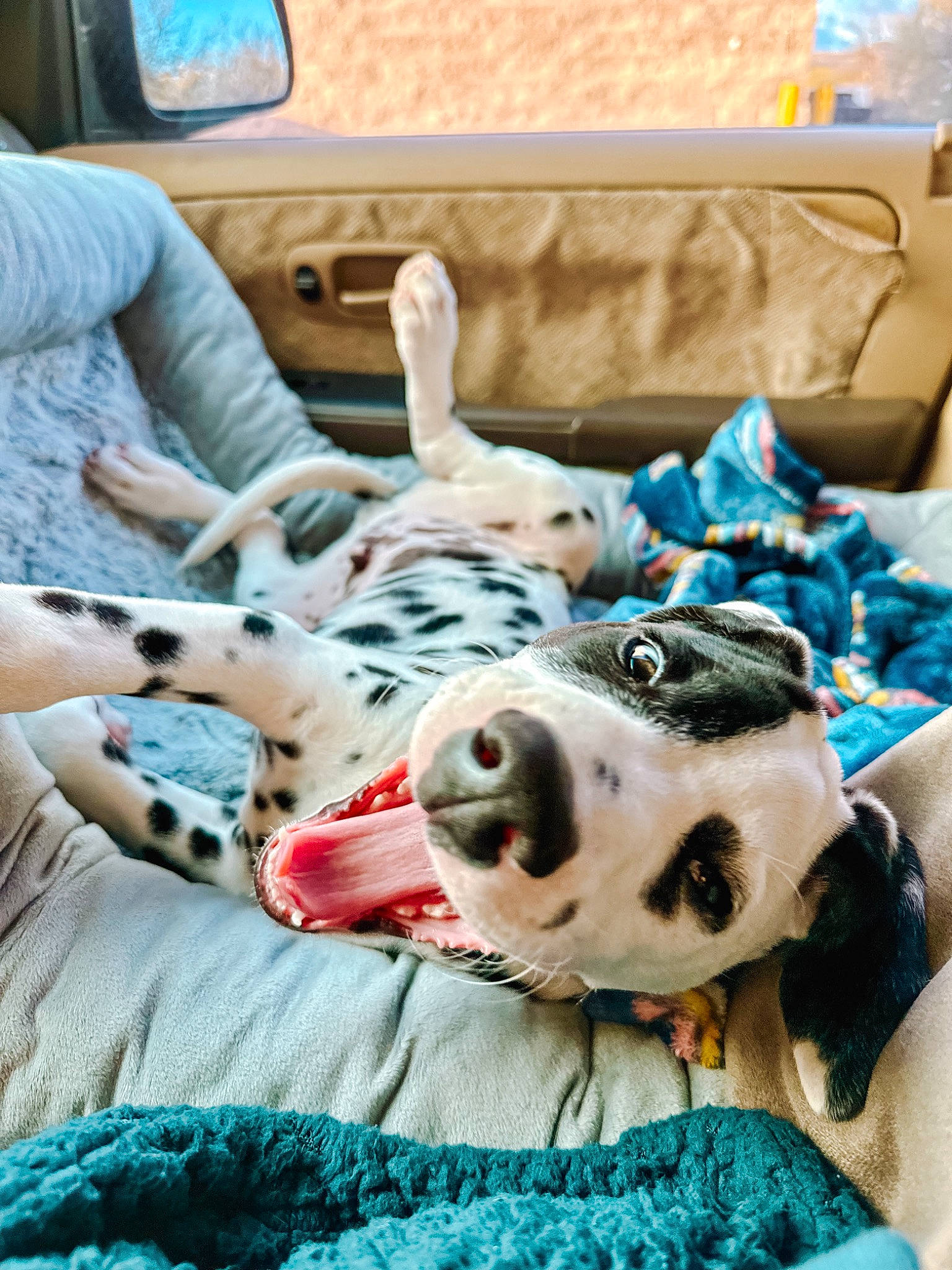 Rocket is registered to the contest to win money with this photo: blue, canidae, carnivore, comfort, companion_dog, couch, dog, dog_breed, dog_supply, fawn, fur, linens, pattern, plaid, plush, room, snout, sporting_group, stuffed_toy, textile