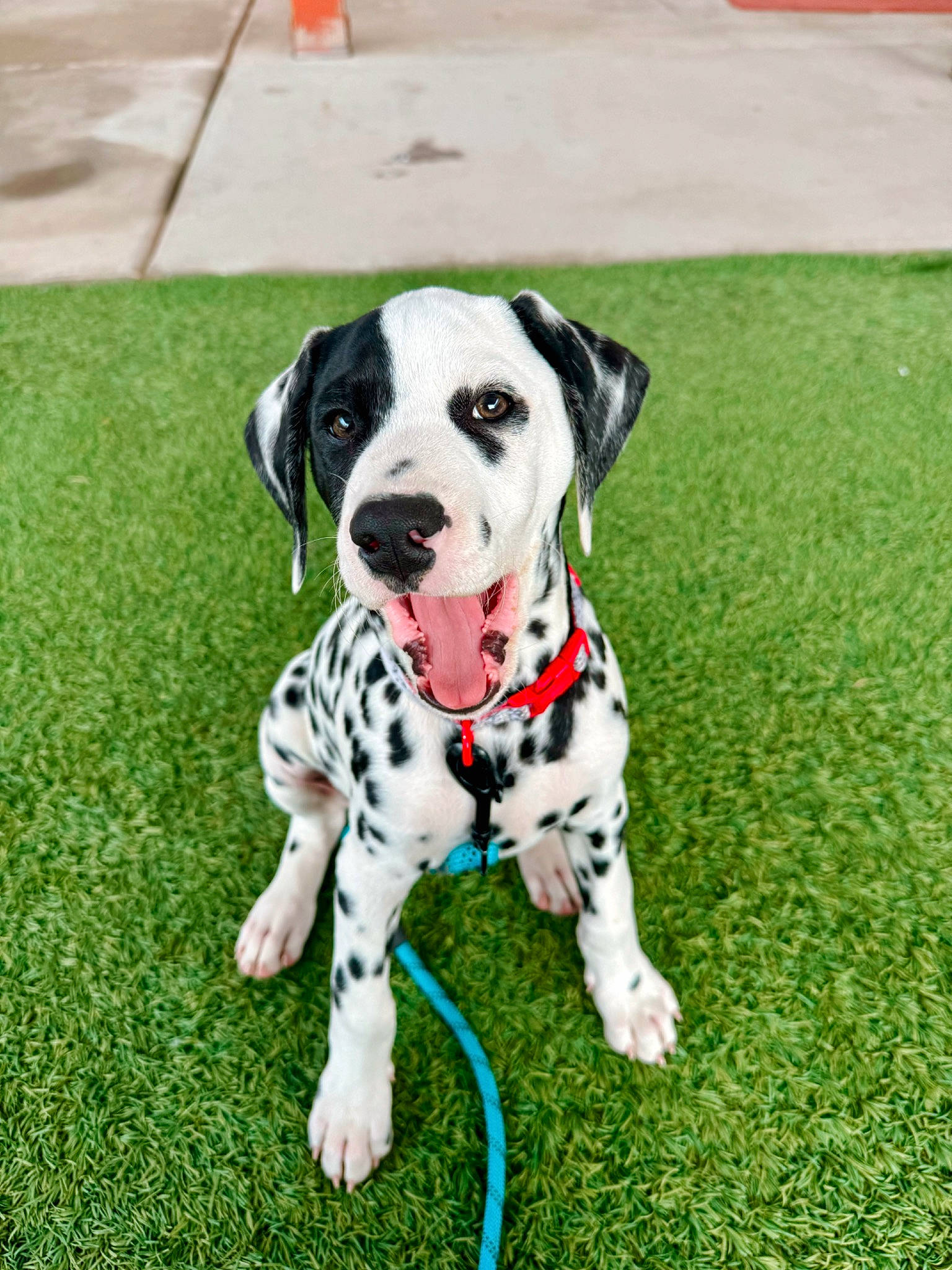 Rocket is registered to the contest to win money with this photo: canidae, carnivore, collar, companion_dog, dalmatian, dog, dog_breed, dog_collar, dog_supply, fawn, grass, leash, non_sporting_group, pet_supply, plant, snout, sporting_group, working_animal, working_dog
