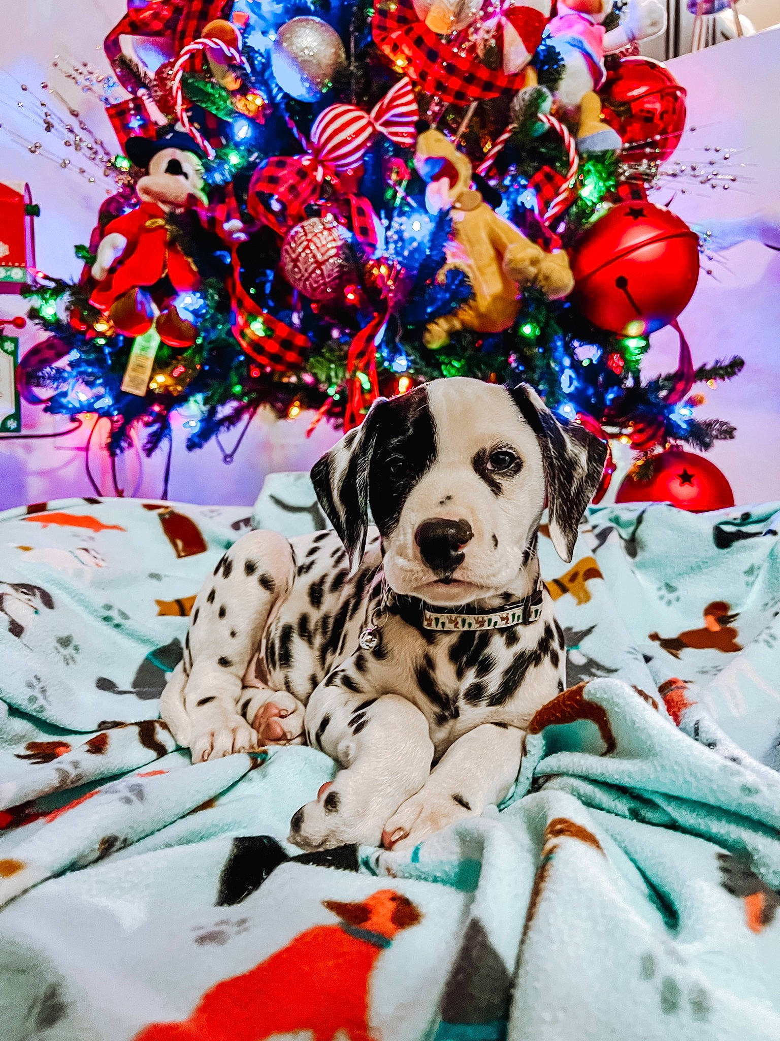 Rocket joined the competition — help win amazing prizes! carnivore, christmas_decoration, christmas_eve, christmas_ornament, companion_dog, dalmatian, dog, dog_breed, dog_supply, event, fawn, happy, holiday, ornament, pattern, snow, sporting_group, toy, winter, working_animal