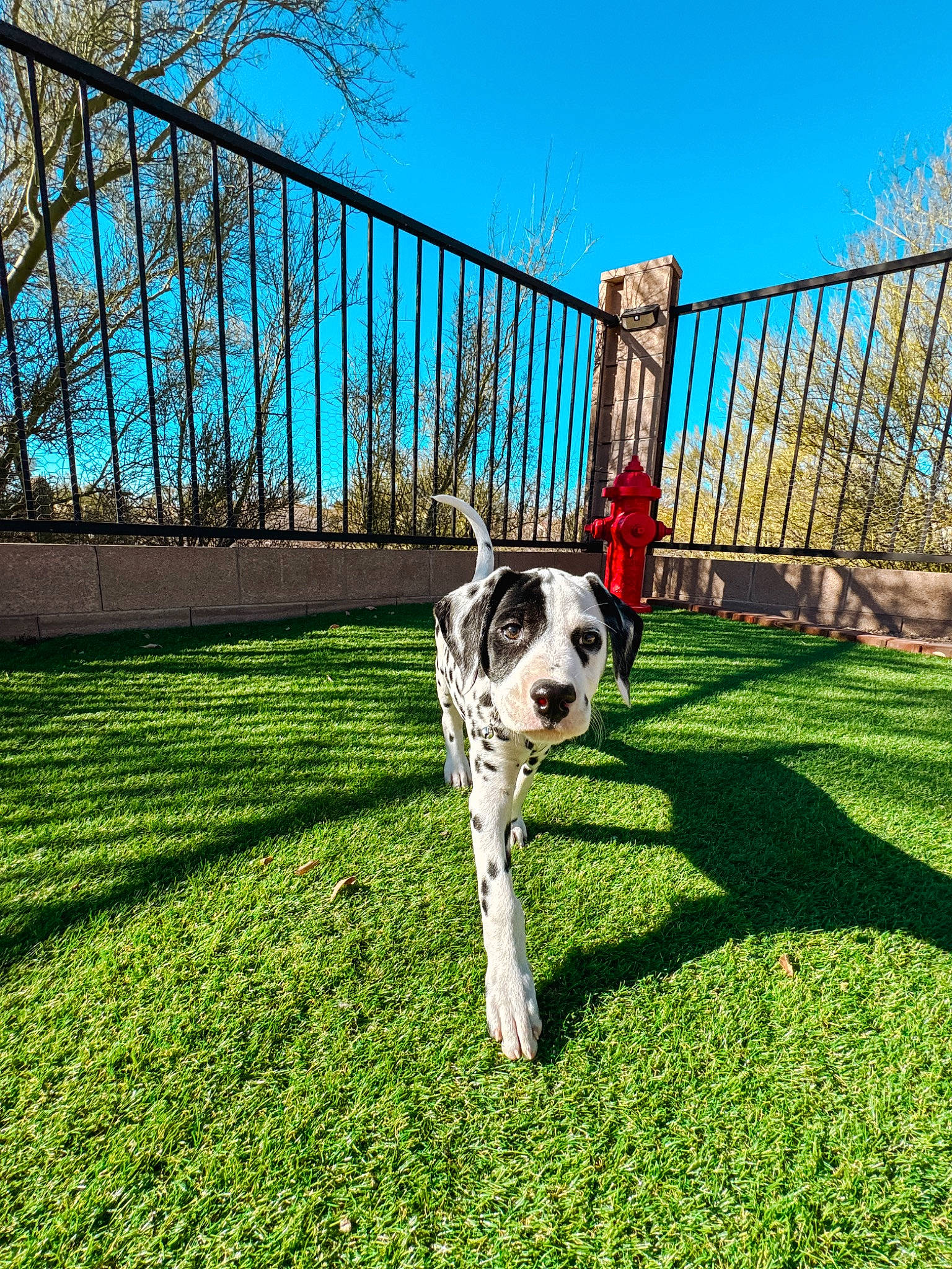 Rocket is registered to the contest to win money with this photo: carnivore, companion_dog, dog, dog_breed, dog_supply, fawn, fence, grass, grassland, landscape, lawn, leisure, pasture, plant, sky, snout, sporting_group, tail, tree, working_animal