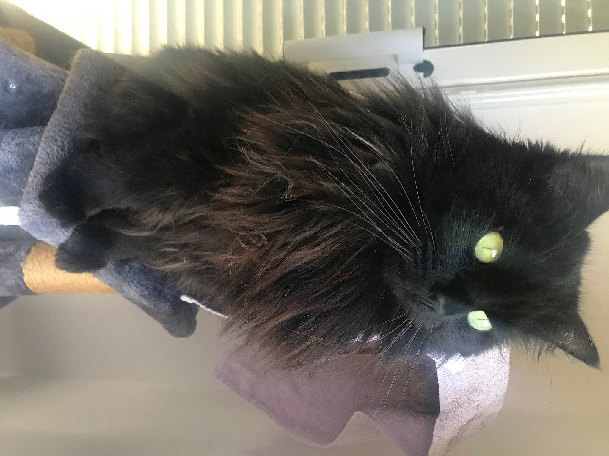 Miou participe au concours pour gagner de l'argent avec cette photo : black_cat, bun, carnivore, cat, collar, domestic_short_haired_cat, ear, eyelash, fashion_accessory, felidae, fur, hair_accessory, head, neck, personal_grooming, plant, small_to_medium_sized_cats, snout, tail, whiskers