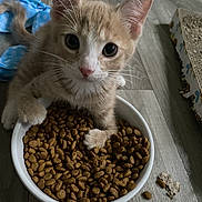 Ness is registered to the contest to win money with this photo: kitten, cat, orange_tabby, pet, food_bowl, kibble, floor, wooden_floor, cute, paw, whiskers, indoor, animal, young, playful, curious, closeup, domestic_cat, feline, eyes
