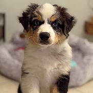Arkane a rejoint le concours — aidez-le/la à gagner de superbes lots ! puppy, dog, animal, pet, tricolor, fur, cute, indoors, bed, soft, young, canine, portrait, looking, sitting, closeup, adorable, furry, face, domestic