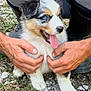 Arkane participe au concours pour gagner de l'argent avec cette photo : animal, boots, cute, dog, fur, grass, grey_pants, hands, happy, holding, nature, outdoor, person, pet, playing, puppy, rocks, smiling, tongue_out, young_dog
