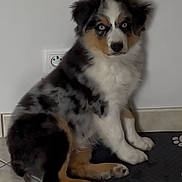 Arkane a rejoint le concours — aidez-le/la à gagner de superbes lots ! alert, animal, black, blue_eyes, brown, companion, cute, dog, domestic, fur, indoor, paw_print_mat, pet, portrait, puppy, sitting, tile_floor, tricolor, white, young