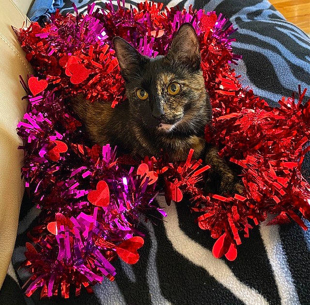 Jyn joined the competition — help win amazing prizes! art, black_cat, bombay, carnivore, cat, domestic_short_haired_cat, fashion_accessory, felidae, fur, hat, magenta, pattern, petal, plant, purple, red, small_to_medium_sized_cats, textile, tree, whiskers