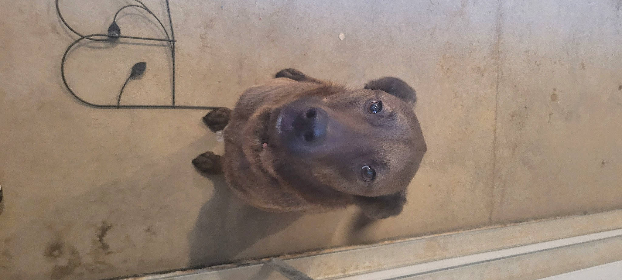 Vivi joined the competition — help win amazing prizes! canidae, carnivore, companion_dog, concrete, dog, dog_breed, fawn, fur, liver, snout, sporting_group, street_dog, terrestrial_animal, whiskers, working_animal