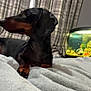 Linc is registered to the contest to win money with this photo: dog, dachshund, pet, indoor, blanket, curtains, fish_tank, aquarium, plaid, furniture, relaxing, bedroom, cozy, animal, canine, side_view, black, brown, domestic, quiet