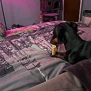 Linc joined the competition — help win amazing prizes! dog, bed, indoor, blanket, chewing, pet, furniture, door, purple_lighting, cat_tree, small_dog, black_dog, brown_dog, cozy, resting, floor_lamp, room, carpet, treat, relaxed