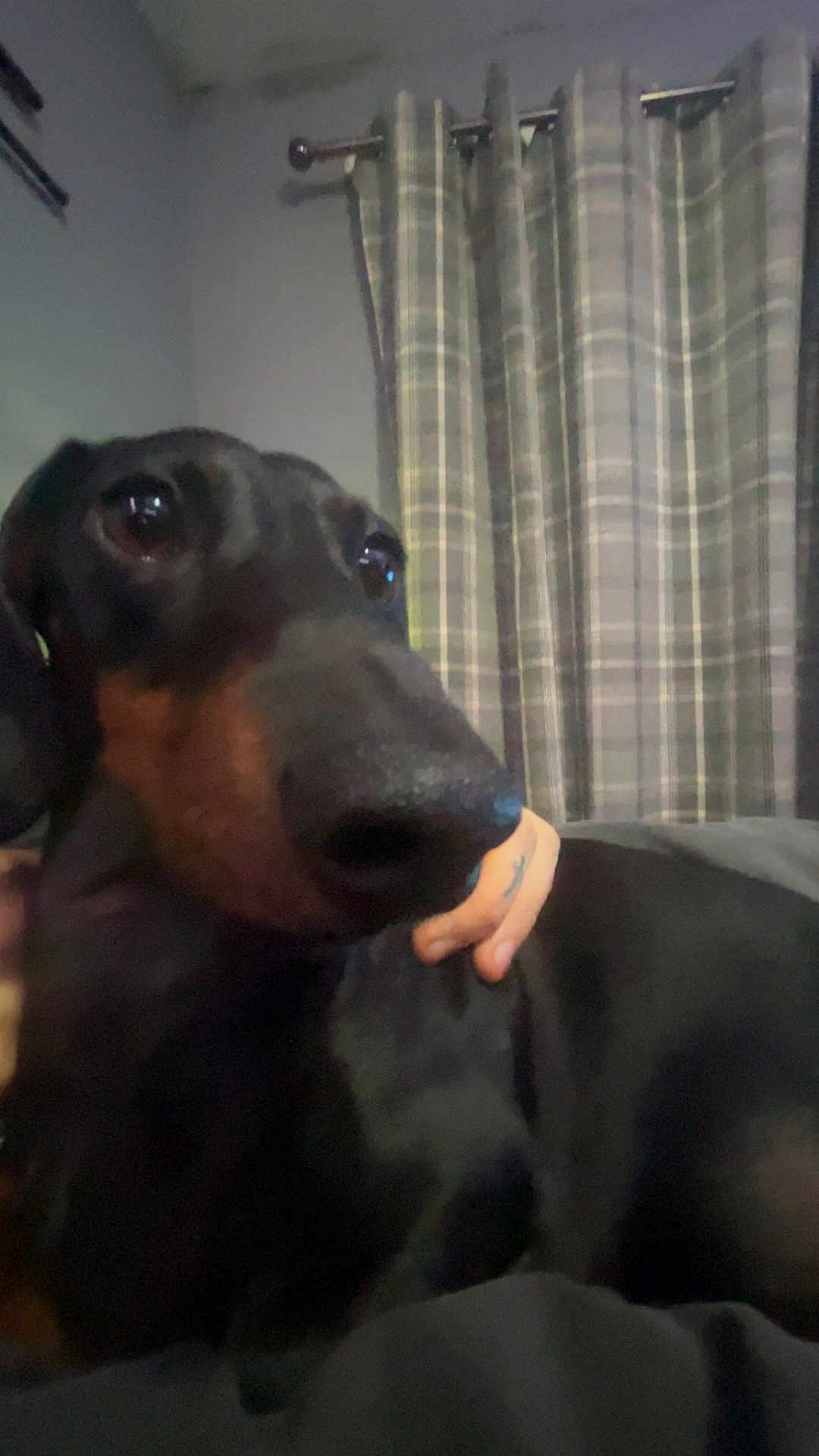 Linc joined the competition — help win amazing prizes! dog, dachshund, pet, close_up, indoor, curtains, hand, black_dog, brown_markings, animal, companion, cozy, room, plaid, curtain_rod, fur, snout, eyes, portrait, domestic_animal