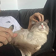 Bob is registered to the contest to win money with this photo: cat, person, hand, couch, lap, pet, fluffy_cat, relaxing, scratching, vape, casual, indoor, white_shirt, tattoo, black_pants, fur, content, seated, home, comfort