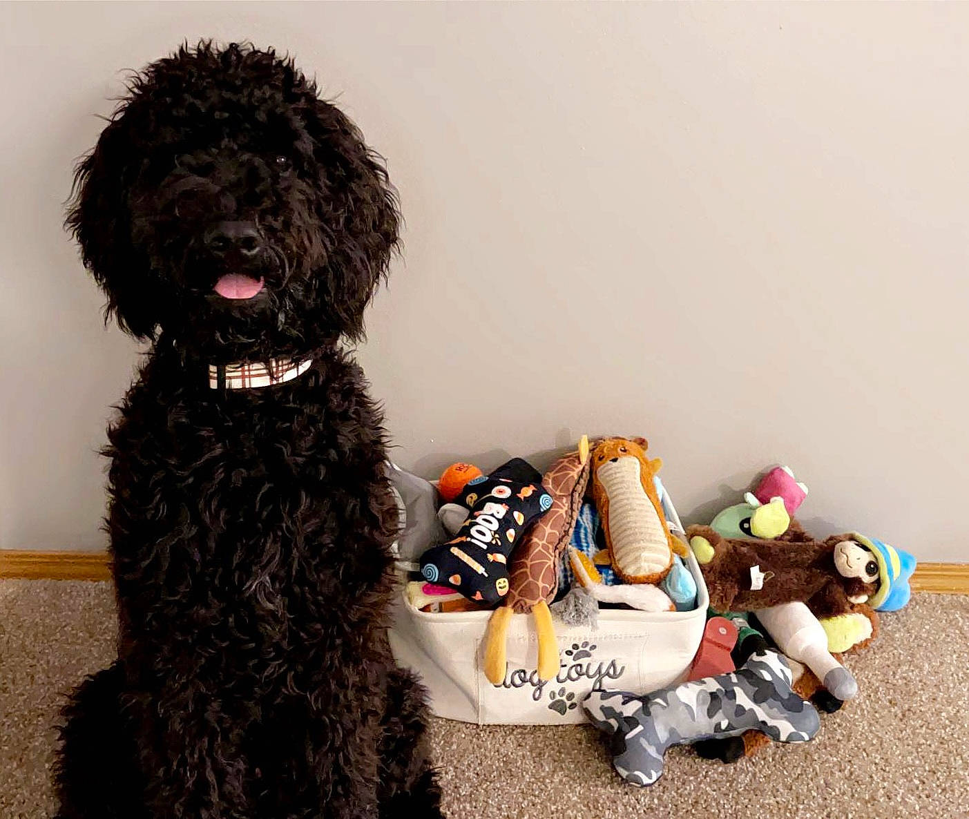 Koda joined the competition — help win amazing prizes! canidae, carnivore, companion_dog, dog, dog_breed, dog_supply, doll, fashion_accessory, fashion_design, fawn, fur, poodle, sporting_group, stuffed_toy, terrier, toy, toy_dog, water_dog, wig, working_animal