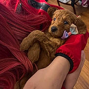 Stella joined the competition — help win amazing prizes! puppy, dog, bow, red_hair, hand, arm, red_sleeve, curly_fur, indoor, wooden_floor, laundry_basket, clothing, person, cute, pet, cozy, small_dog, fur, resting, animal