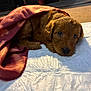 Stella is registered to the contest to win money with this photo: puppy, dog, blanket, brown, cute, sleepy, fur, indoors, soft, cozy, resting, animal, pet, young, face, closeup, warm, light, shadow, comfort