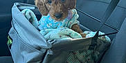 Stella joined the competition — help win amazing prizes! puppy, dog, pet_carrier, car_seat, blanket, blue_outfit, brown_fur, cute, cozy, indoors, vehicle_interior, seatbelt, mesh_pocket, comfort, animal, young_dog, fur, canine, car, travel