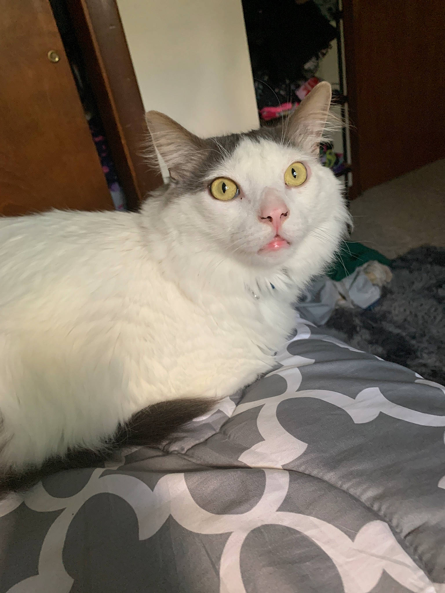 Charlie joined the competition — help win amazing prizes! carnivore, cat, comfort, domestic_short_haired_cat, fawn, felidae, flooring, fur, hardwood, paw, small_to_medium_sized_cats, snout, tail, terrestrial_animal, whiskers